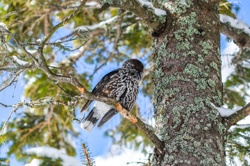 Nucifera caryocatactes perched on a branch in the winter forest.