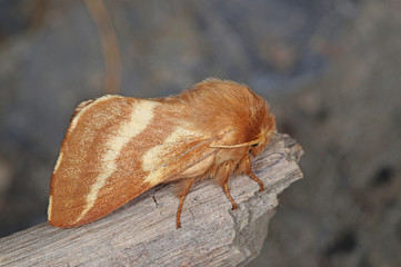 Malacosoma castrensis (LINNAEUS, 1758) Wolfsmilch-Ringelspinner DE, RLP, Starkenburg, Mosel...