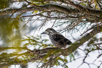 Nucifera caryocatactes perched on a branch in the winter forest.