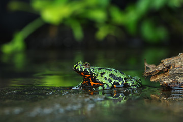 Oriental Fire Bellied Toad, Fire belly toad, bombina orientalis