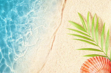 Summer background with green palm leaf and shells. Beach texture. Copy space. Top view