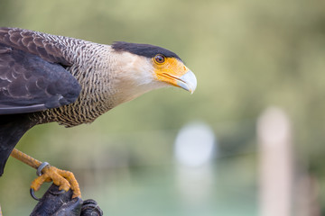 Greifvogel