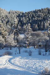 Obraz na płótnie Canvas Winter snow landscape with conifers pine tree.