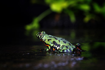 Oriental Fire Bellied Toad, Fire belly toad, bombina orientalis