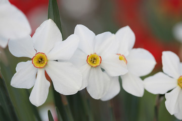 Blossoming spring narcissus flowern. Bluring soft focus nature background.