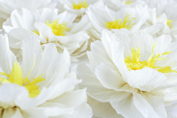 white paper flowers selective focus close view