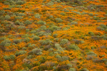 Golden poppies fields in Walker Canyon Lake Elsinore spring 2019
