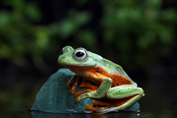 Green tree frog, Flying frog