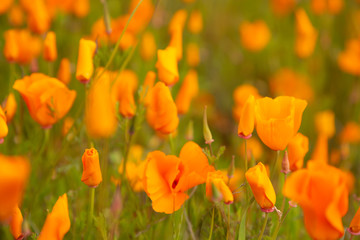 Golden poppies fields in Walker Canyon Lake Elsinore spring 2019