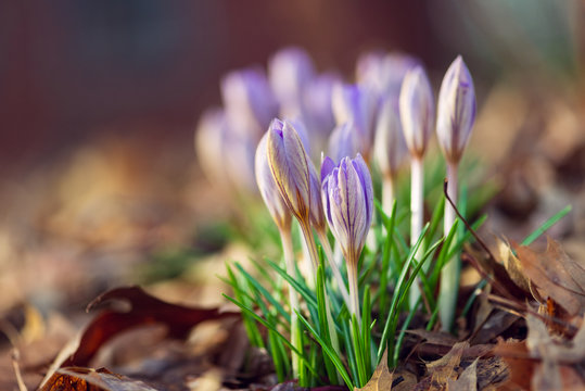 crocus flowers blooming in the Spring