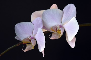 beautiful blooming orchid on a black background
