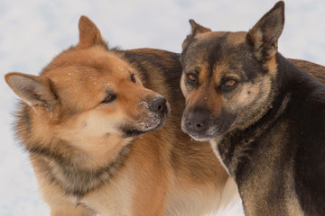 Two purebred dogs in the snow outside. One is brown, one is black. Winter