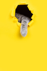 The cat is looking through a torn hole in yellow paper. Playful mood kitty. Unusual concept, copy space.