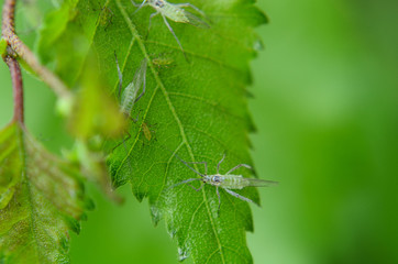 Blattläuse auf Birkenblatt
