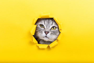 The cat is looking through a torn hole in yellow paper. Playful mood kitty. Unusual concept, copy...