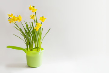 Yellow narcissuses in a bright green bailer