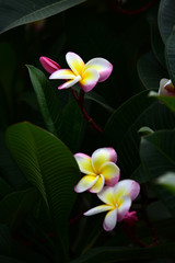 Colorful flowers in the garden.Plumeria flower blooming.Beautiful flowers in the garden Blooming in the summer.Landscaped Formal Garden.Colorful flowers in city park