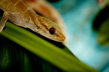 Golden Gecko