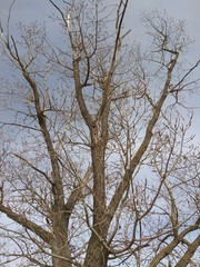 Fototapeta na wymiar albero con cielo nuvoloso