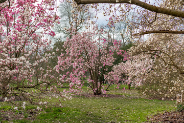 blooming cherry tree in spring