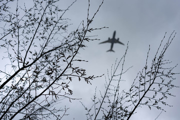 branches of a tree with aircraft