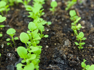 Young seedlings of flowers