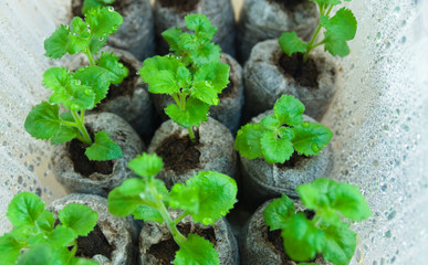 young seedlings, in peat pots with water drops
