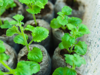 leaf seedlings with water drops