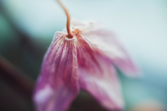 Background. Macro of a purple archidea flower. Selected focus. Blur