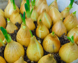 sprouted onions, for cooking