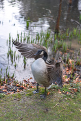 goose on the grass
