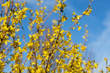 Forsythia flowers branch in springtime. Beautiful yellow flowers in the village. Blue sky. Spring blossoming florets. Selective focus.
