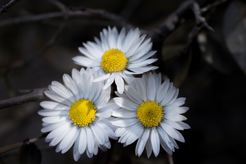 Daisy flower isolated on a background.
