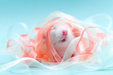 Pet. Decorative rat playing with ribbons on a blue background. Studio