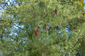 pine tree branch with cones