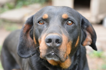 Beautiful black watchdog with faithful eyes looking ahead. Rottweiler portrait in the garden