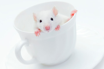 Pet. White rat in a white mug on a white background.