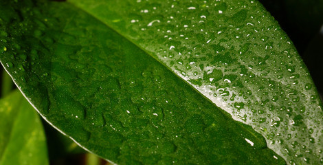 Closeup / Macro water droplets on leaf after rain shower