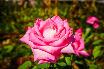 beautiful pink pink front view with green leaves