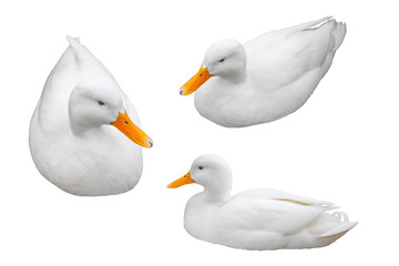 Three white duck in different positions, isolated on white background.