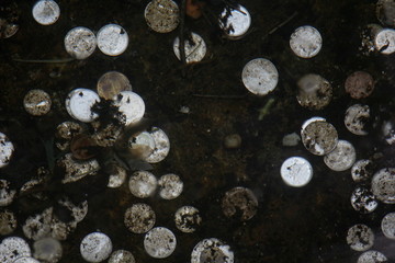 coins in fountain