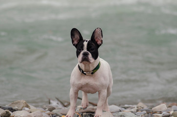 french bulldog wet on a river