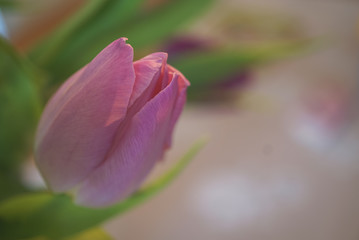 Blühende Tulpe