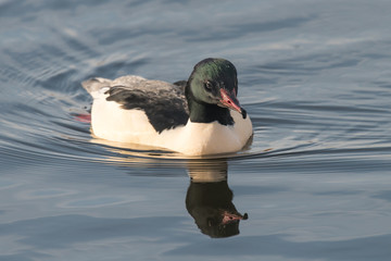 Goosander, Mergus merganser, male, swimming at sea