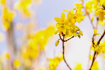 Fototapeta na wymiar Blooming Forsythia flowers branch in springtime. Beautiful yellow flowers in the village. Spring blossoming florets. Soft focus and blurry. Copy space.
