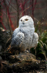 Snowy owl. Latin name - Bubo scandiacus