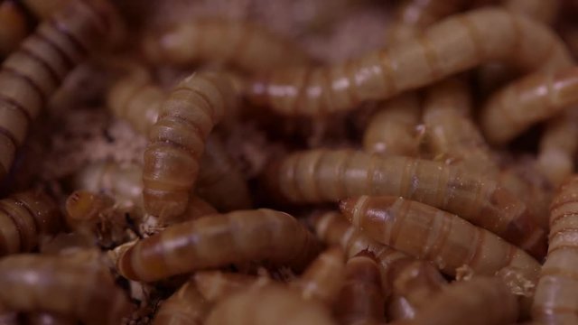 Tight macro shot of mealworms in meal