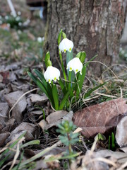 Spring Bells