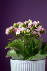 Close-up pink Kalanchoe flower with green leaves in a pot on the dark violet background. A Kalanchoe flowering plant with small light pink flowers