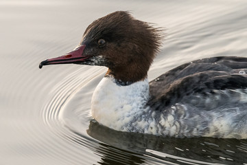 Goosander, female, swimming on lake in Germany